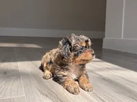 Merle morkiepoo Boy, a male Morkie for sale in Lawndale, CA – 3 of 10