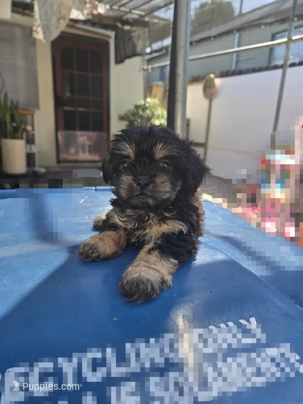 Black & tan boy – Cavapoo, Morkie puppy for sale in Lawndale, CA