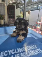 Black & tan boy, a male Cavapoo and Morkie for sale in Lawndale, CA – 9 of 10