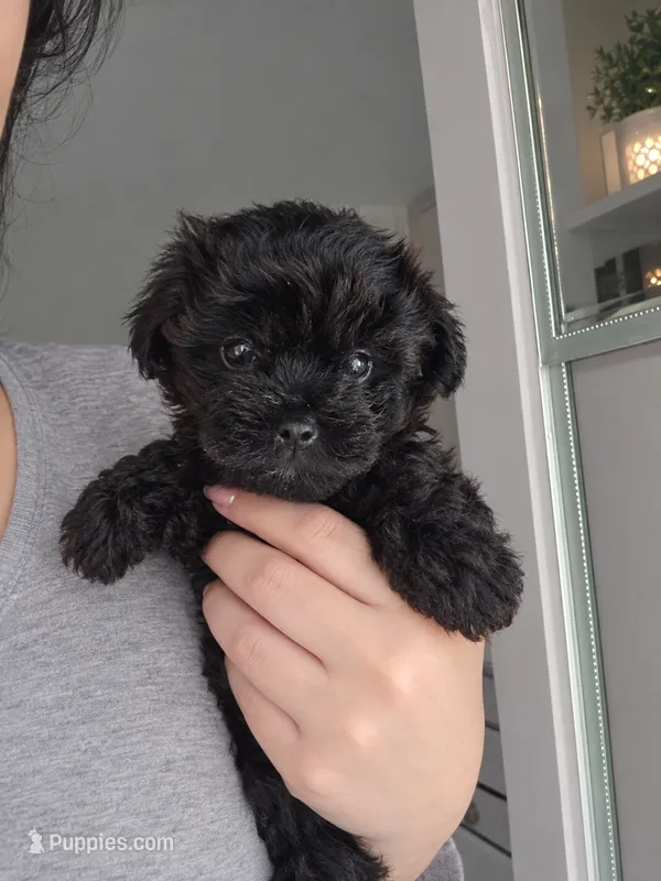 BLACK /WHITE GIRL – Poodle - Toy , Morkie puppy for sale in Lawndale, CA
