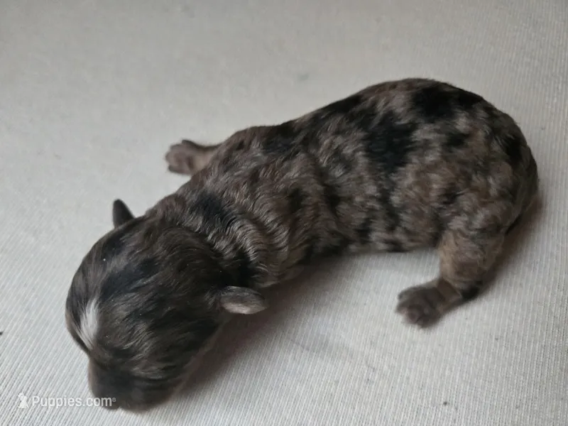Merle morkie Boy – Morkie puppy for sale in Lawndale, CA