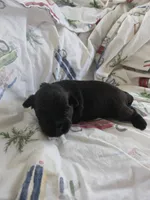 FULL BLACK - GIRL, a female Poodle - Toy  and Morkie for sale in Lawndale, CA – 4 of 5