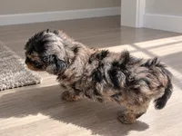 Merle morkiepoo Boy, a male Morkie for sale in Lawndale, CA – 5 of 10