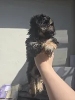 Black & tan boy, a male Cavapoo and Morkie for sale in Lawndale, CA – 6 of 10
