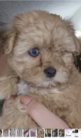 BLACK /WHITE GIRL, a female Poodle - Toy  and Morkie for sale in Lawndale, CA – 9 of 10