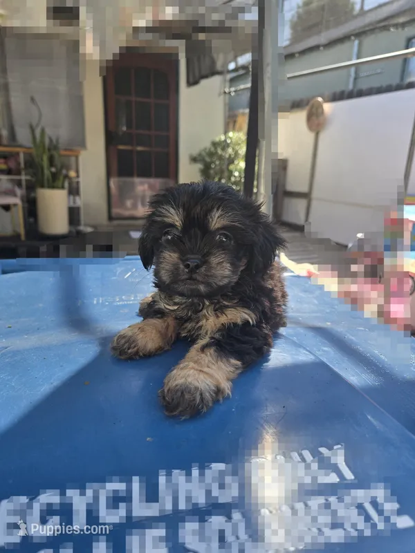 Black & tan boy – Cavapoo, Morkie puppy for sale in Lawndale, CA