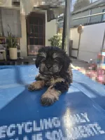 Black & tan boy, a male Cavapoo and Morkie for sale in Lawndale, CA – 1 of 10