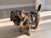 Merle morkiepoo Boy, a male Morkie for sale in Lawndale, CA – 2 of 10