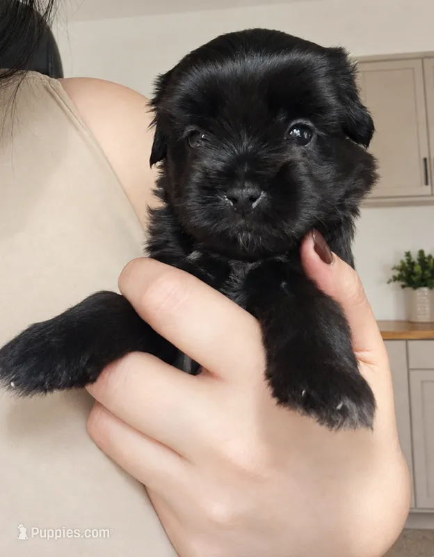 FULL BLACK - GIRL – Poodle - Toy , Morkie puppy for sale in Lawndale, CA