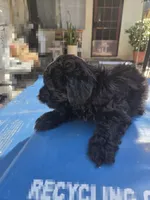 Boy Black cavapoo, a male Cavapoo and Morkie for sale in Lawndale, CA – 9 of 9