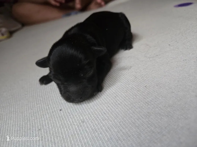 BLACK /WHITE GIRL – Poodle - Toy , Morkie puppy for sale in Lawndale, CA