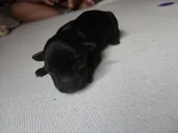 BLACK /WHITE GIRL, a female Poodle - Toy  and Morkie for sale in Lawndale, CA – 1 of 10