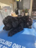 FULL BLACK - BOY, a male Poodle - Toy  and Morkie for sale in Lawndale, CA – 4 of 10