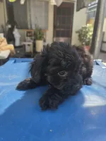 Boy Black cavapoo, a male Cavapoo and Morkie for sale in Lawndale, CA – 3 of 9
