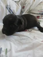FULL BLACK - GIRL, a female Poodle - Toy  and Morkie for sale in Lawndale, CA – 5 of 5