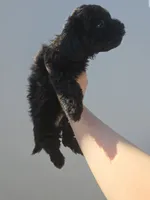 Boy Black cavapoo, a male Cavapoo and Morkie for sale in Lawndale, CA – 4 of 9