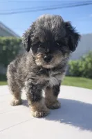 BLACK BROWN TAN BOY, a male Poodle - Toy  and Morkie for sale in Lawndale, CA – 9 of 10