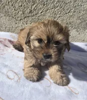 BLACK BROWN TAN BOY, a male Poodle - Toy  and Morkie for sale in Lawndale, CA – 7 of 10