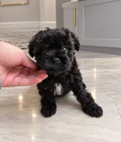 BLACK /WHITE GIRL, a female Poodle - Toy  and Morkie for sale in Lawndale, CA – 2 of 9
