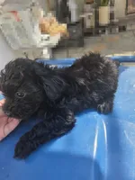 FULL BLACK - BOY, a male Poodle - Toy  and Morkie for sale in Lawndale, CA – 2 of 10