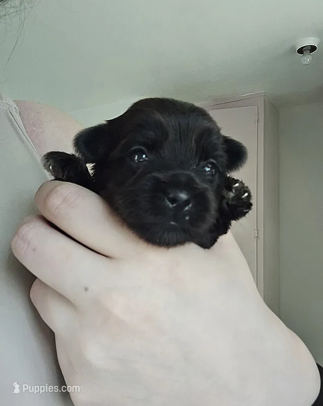 FULL BLACK - GIRL – Poodle - Toy , Morkie puppy for sale in Lawndale, CA