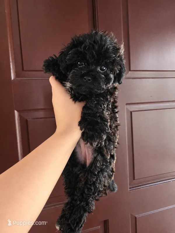 BLACK /WHITE GIRL – Poodle - Toy , Morkie puppy for sale in Lawndale, CA