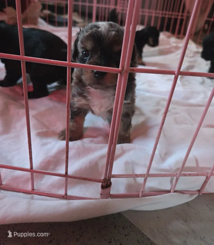 Merle morkie Boy – Morkie puppy for sale in Lawndale, CA
