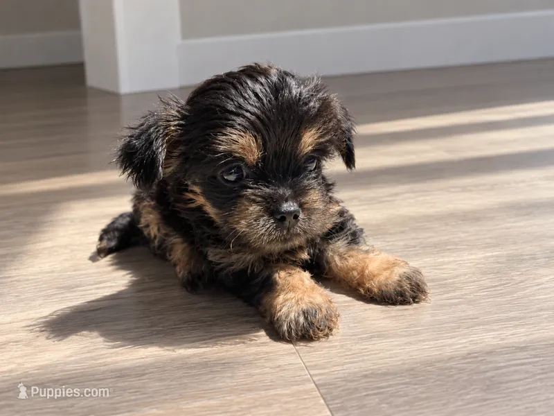 BLACK TAN BOY – Poodle - Toy , Morkie puppy for sale in Lawndale, CA