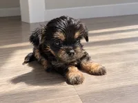 BLACK TAN BOY, a male Poodle - Toy  and Morkie for sale in Lawndale, CA – 1 of 9