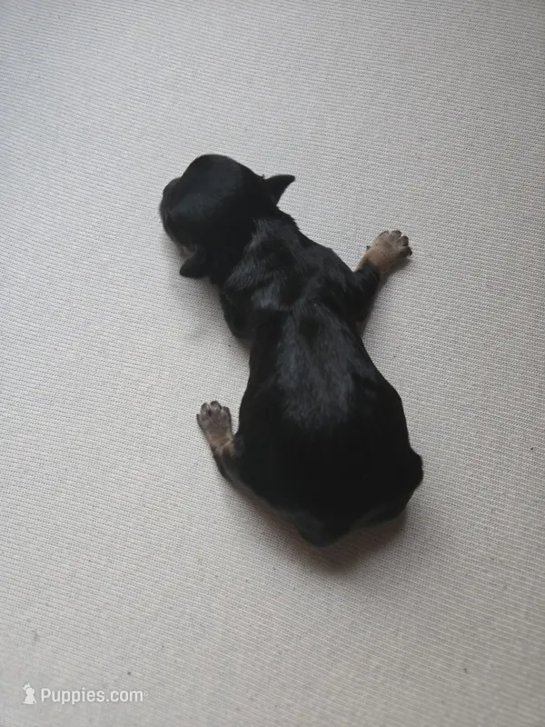 BLACK BROWN TAN BOY – Poodle - Toy , Morkie puppy for sale in Lawndale, CA