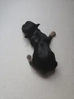 BLACK BROWN TAN BOY, a male Poodle - Toy  and Morkie for sale in Lawndale, CA – 1 of 10