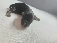 BLACK BROWN TAN BOY, a male Poodle - Toy  and Morkie for sale in Lawndale, CA – 3 of 10