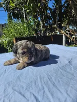 Male morkie poo, a male Poodle - Toy  and Morkie for sale in Lawndale, CA – Photo 6 of 6