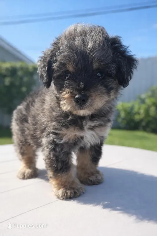 Male morkie poo – Poodle - Toy , Morkie puppy for sale in Lawndale, CA