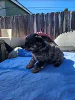 Male morkie poo, a male Poodle - Toy  and Morkie for sale in Lawndale, CA – Photo 3 of 6