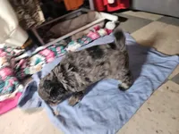 Male morkie poo, a male Poodle - Toy  and Morkie for sale in Lawndale, CA – Photo 5 of 6