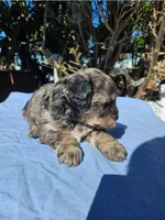 Male morkie poo, a male Poodle - Toy  and Morkie for sale in Lawndale, CA – Photo 4 of 6