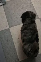 Male morkie poo, a male Poodle - Toy  and Morkie for sale in Lawndale, CA – Photo 2 of 6