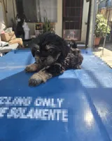 Black & tan boy, a male Cavapoo and Morkie for sale in Lawndale, CA – 4 of 10