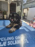 Black & tan boy, a male Cavapoo and Morkie for sale in Lawndale, CA – 7 of 10
