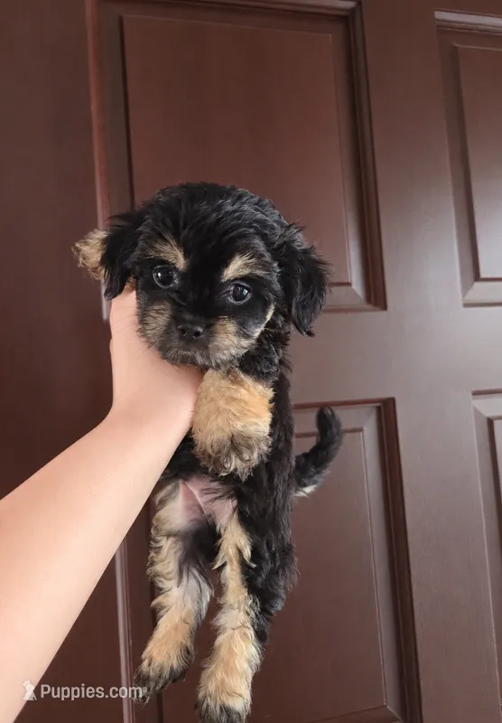 Black & tan boy – Cavapoo, Morkie puppy for sale in Lawndale, CA