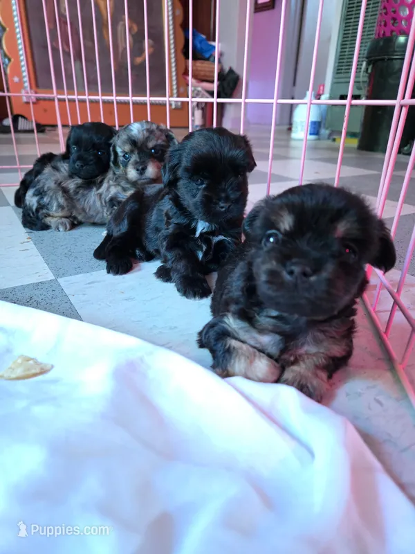 FULL BLACK - BOY – Poodle - Toy , Morkie puppy for sale in Lawndale, CA