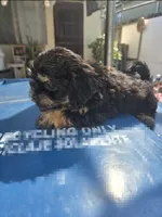 Black & tan boy, a male Cavapoo and Morkie for sale in Lawndale, CA – 2 of 10