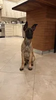 Alef, a female Belgian Malinois for sale in Woodland Hills, CA – Photo 2 of 2