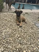 Alef, a female Belgian Malinois for sale in Woodland Hills, CA – Photo 2 of 2