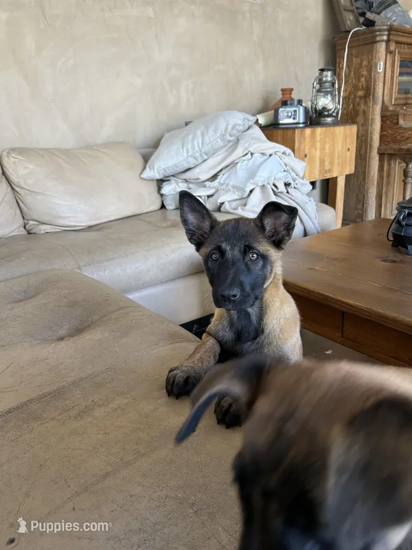 Alef, a female Belgian Malinois for sale in Woodland Hills, CA – Photo 1 of 2