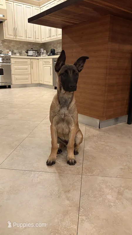 Alef – Belgian Malinois puppy for sale in Woodland Hills, CA