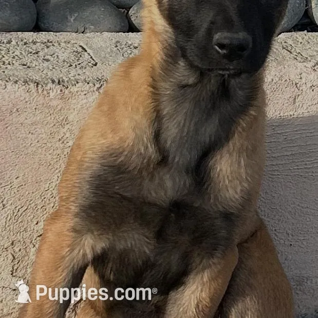 Beit, a female Belgian Malinois for sale in Woodland Hills, CA – Photo 1 of 1