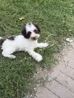 Max, a male Poodle - Toy  for sale in Hyattsville, MD – 4 of 5