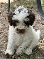 Max, a male Poodle - Toy  for sale in Hyattsville, MD – 3 of 5